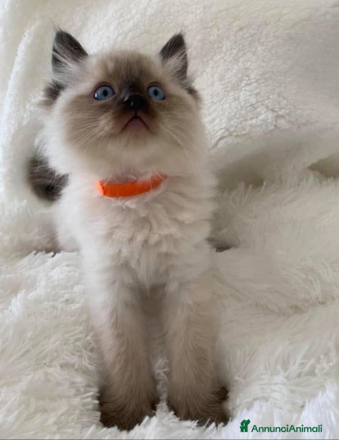 Ragdoll gatti in vendita: Cuccioli di ragdoll - Annuncio 3