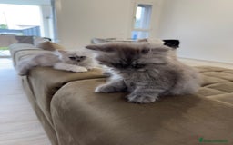 Persiano gatti in vendita: Gattine persiane a Provincia di Brescia - Immagine 12