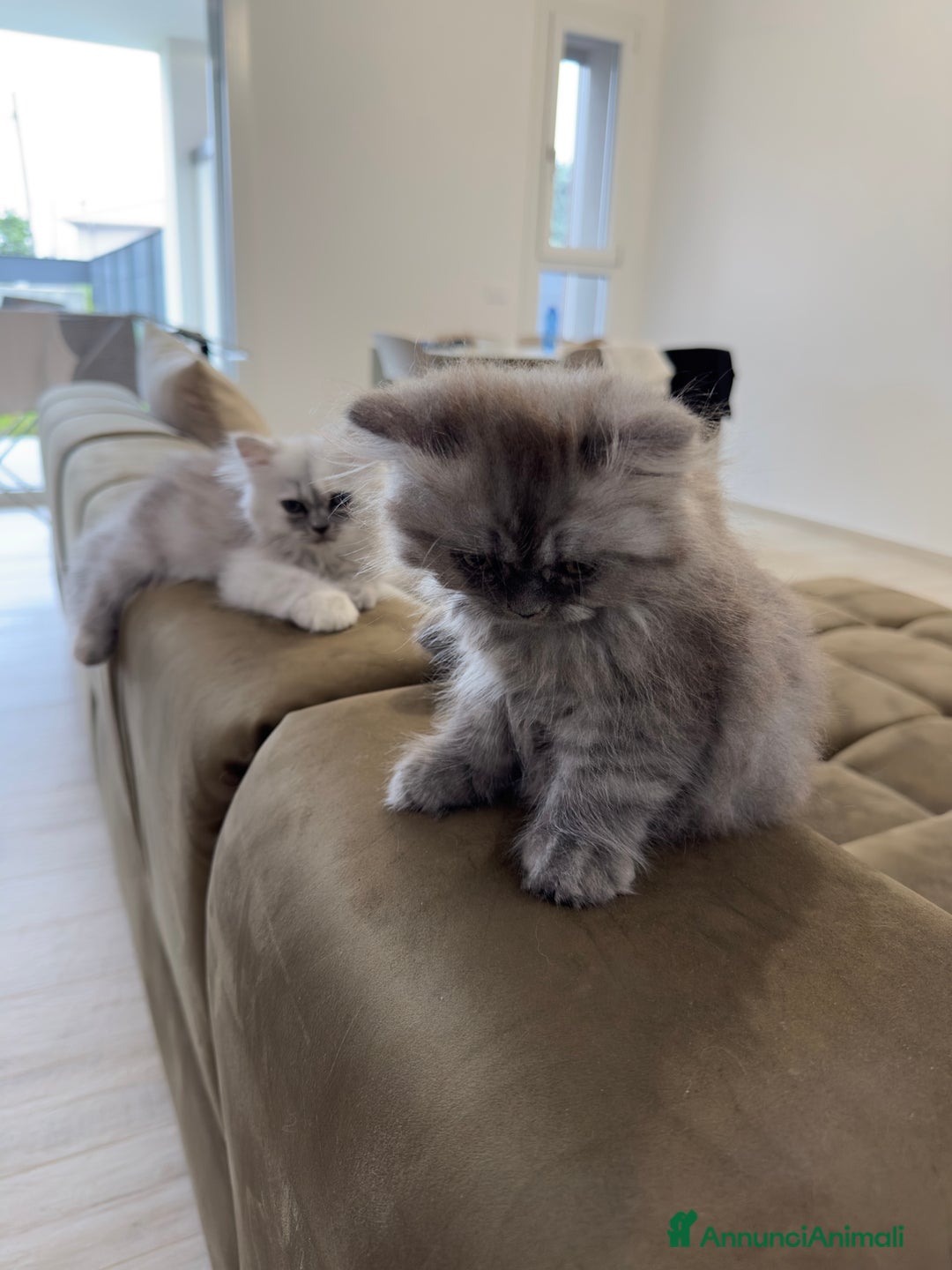 Persiano gatti in vendita: Gattine persiane a Provincia di Brescia - Immagine 12