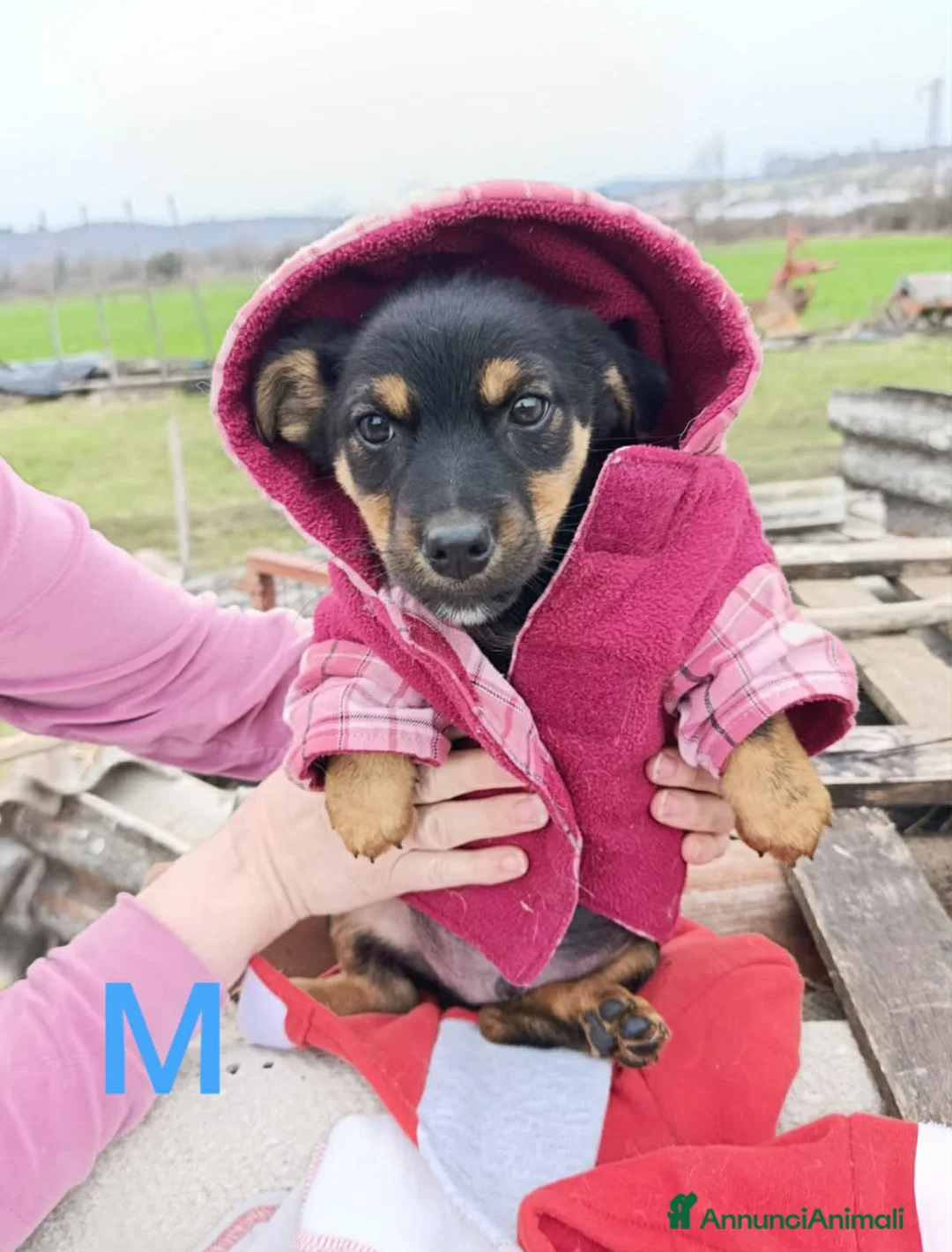 Bassotto cani in regalo: LEO, adorabile cucciolo mix BASSOTTO! 3 MESI - Annuncio 2