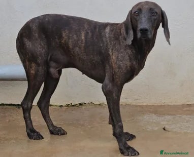 Segugio cani Michele: timido segugio dolcissimo con tutti  - Annuncio 1