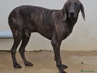 Segugio cani Michele: timido segugio dolcissimo con tutti - Annuncio 1