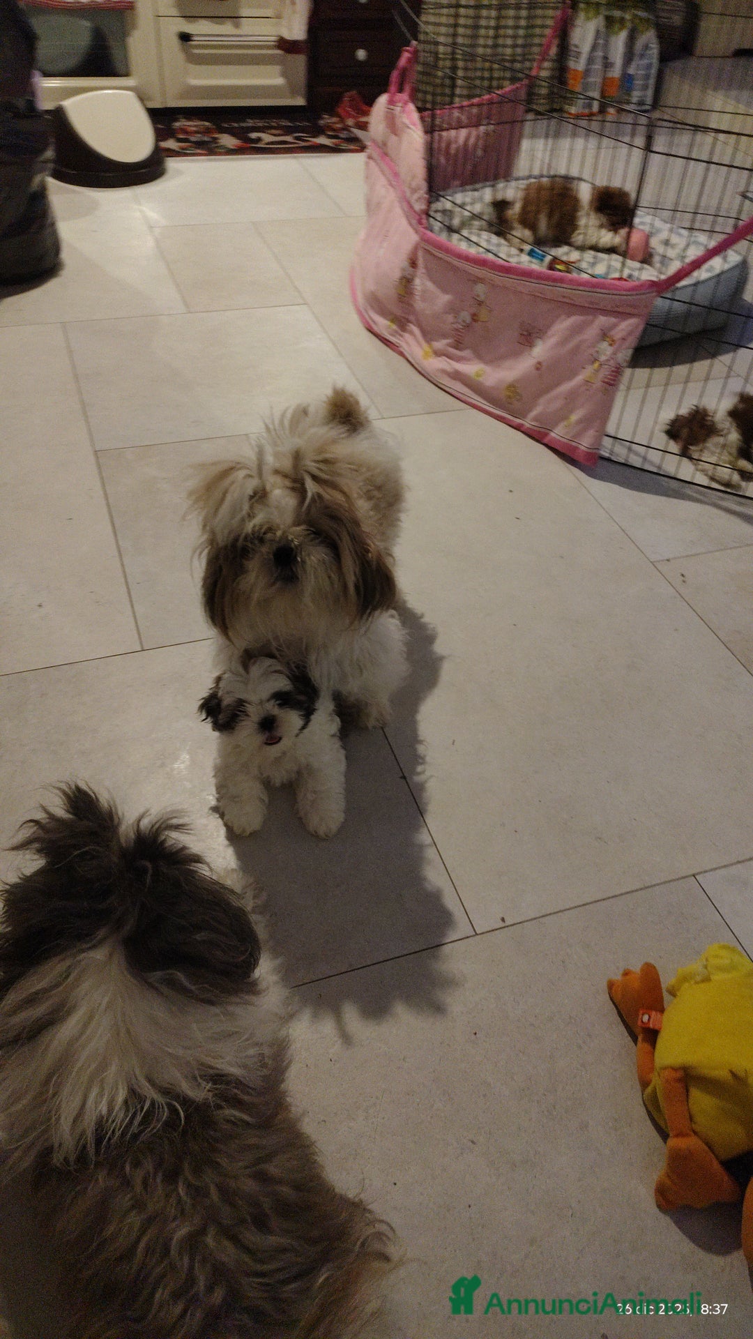 Shih Tzu cani in vendita: Splendidi cuccioli di schitzu con pedigree  - Annuncio 8