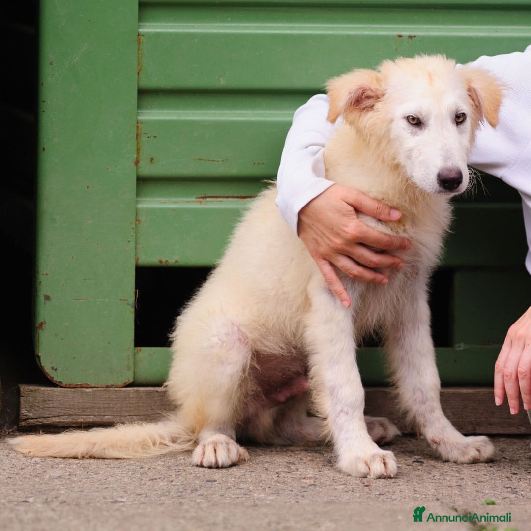 Meticcio cani in regalo: Juri, 4 mesi a Provincia di Bergamo - Immagine 10