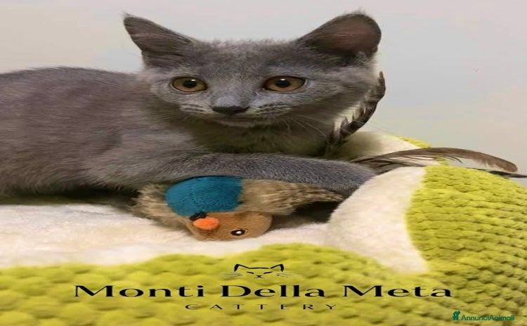 Certosino gatti a Provincia di Isernia - Annuncio 18