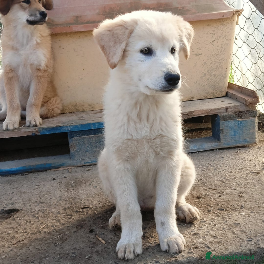 Meticcio cani in regalo: Una famiglia per la dolce Keila  - Annuncio 3