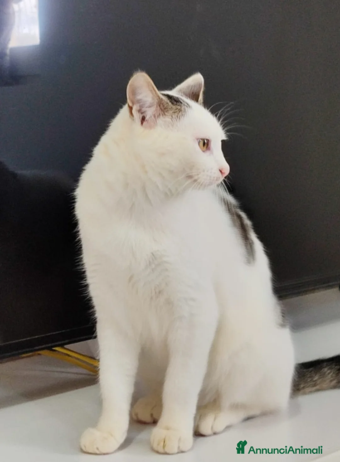 Meticcio gatti in regalo: Micina bianca con macchiette grigie 7mesi SOS CASA - Annuncio 9