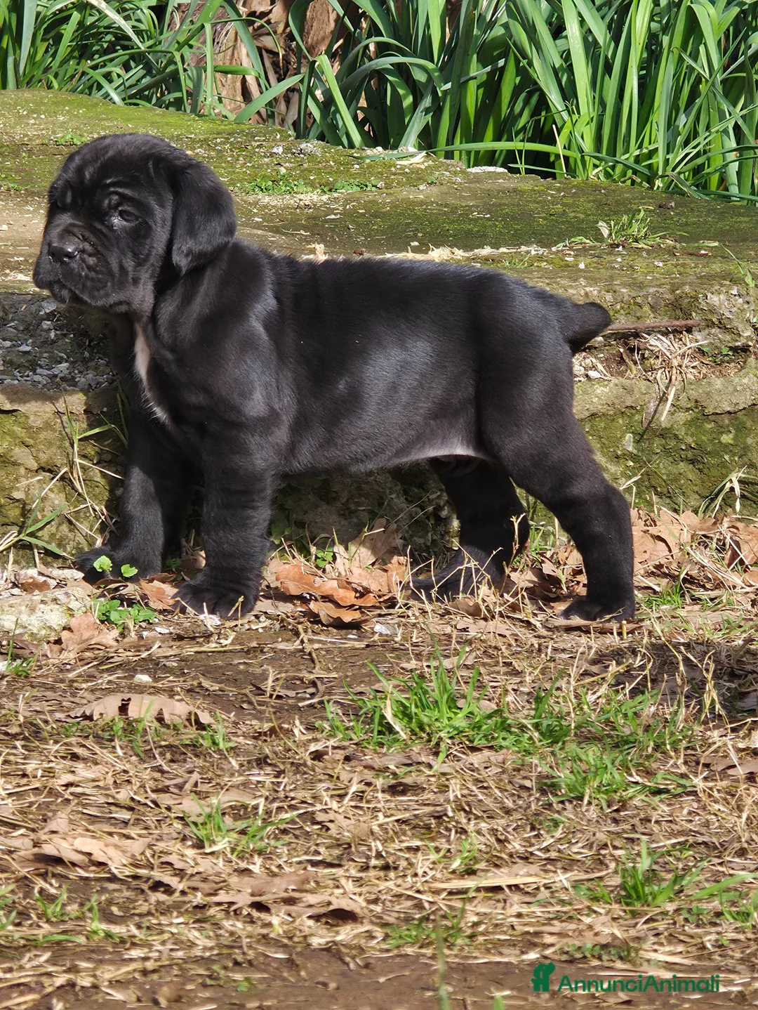 Mastino Napoletano cani in vendita: Cuccioli di Mastino Napoletano - Annuncio 5