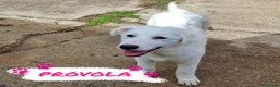Meticcio cani in regalo: PROVOLA 🩷 QUEL SORRISO CERCA CASA a Provincia di Savona - Annuncio 1