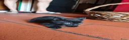 Europeo gatti in regalo: GRIGINO E NERISSIMO - Annuncio 4