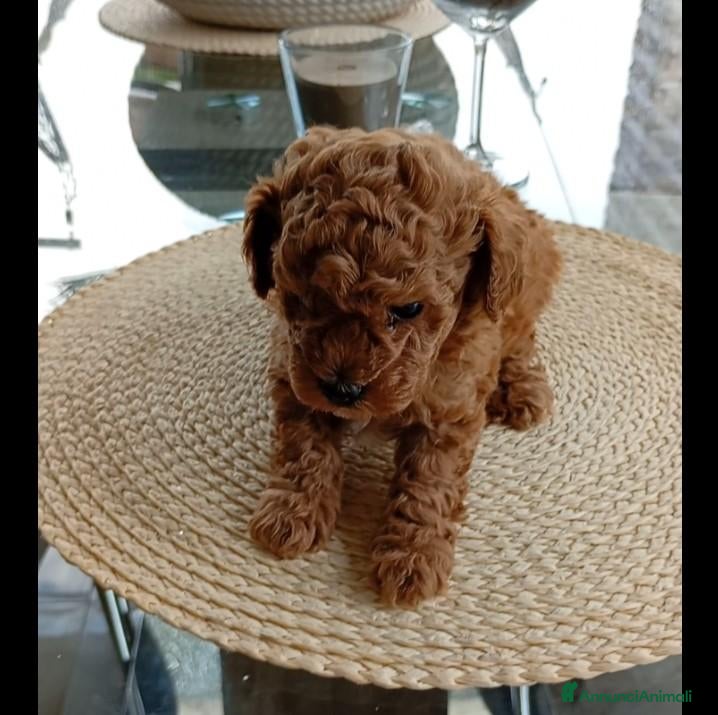 Barboncino Toy cani Barboncini tipo Toy red - Annuncio 18