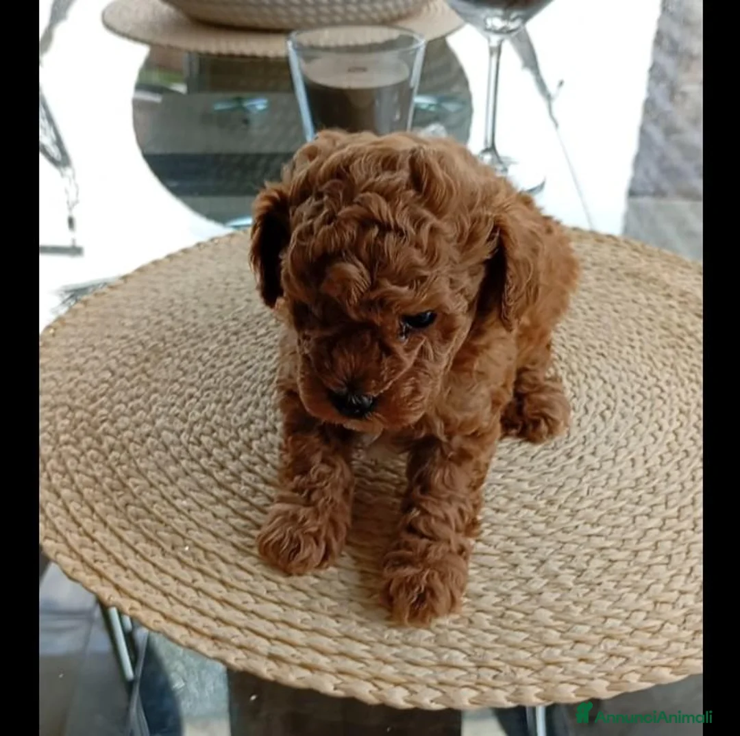 Barboncino Toy cani in vendita: Barboncini tipo Toy red - Annuncio 1