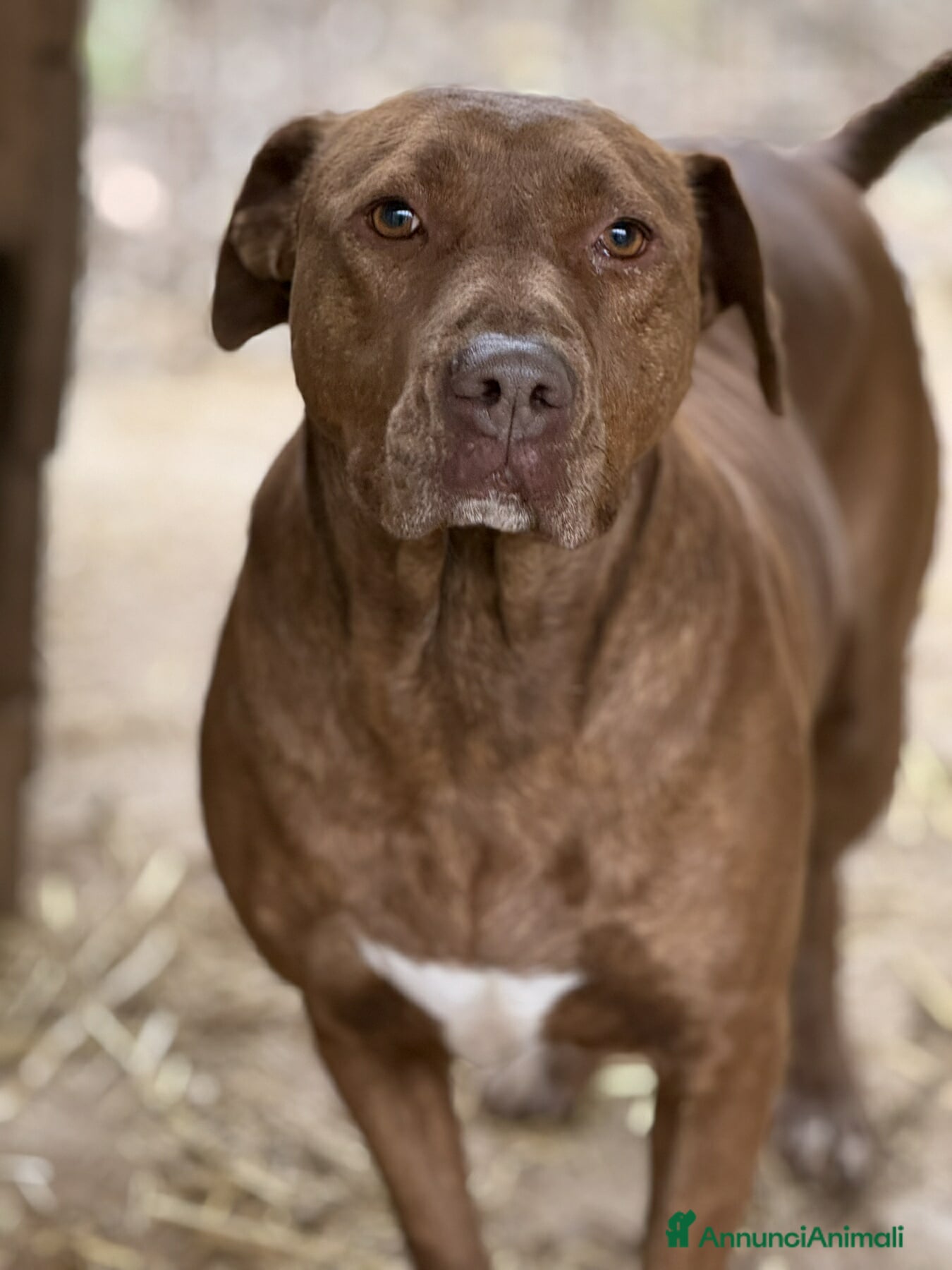 Shar Pei cani AFRODITE, bellissima mix PIT - SHARPEI! - Annuncio 1
