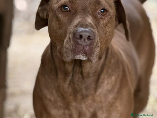 Shar Pei cani AFRODITE, bellissima mix PIT - SHARPEI! - Annuncio 1