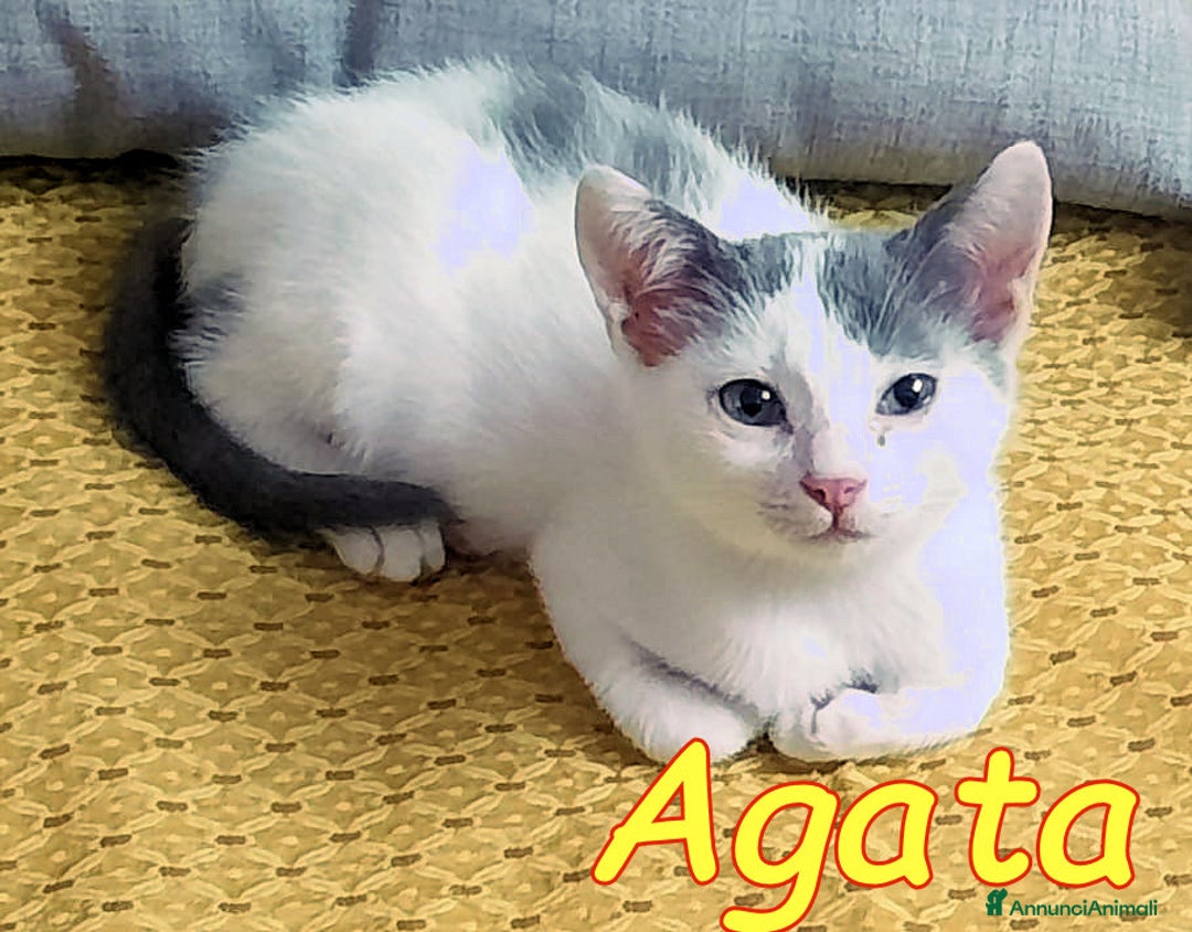 Europeo gatti in regalo: MIELE E AGATA DOLCISSIMI GATTINI - Annuncio 1