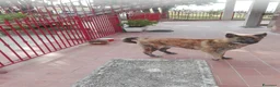 Meticcio cani in regalo: Meticcio giocarellone a Provincia di Macerata - Annuncio 5