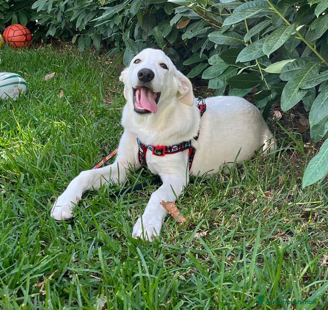 Meticcio cani in regalo: Chase e Rocky meritano di avere una famiglia  - Annuncio 7