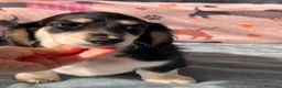Bassotto Nano cani in vendita: Bassotti a pelo lungo  - Annuncio 6