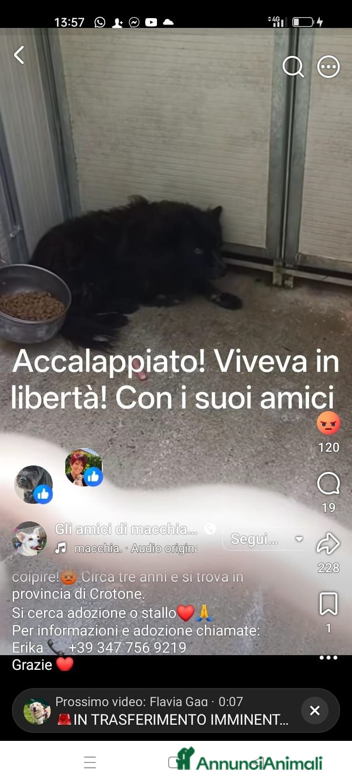 Meticcio gatti Adozione del cuore - Annuncio 1