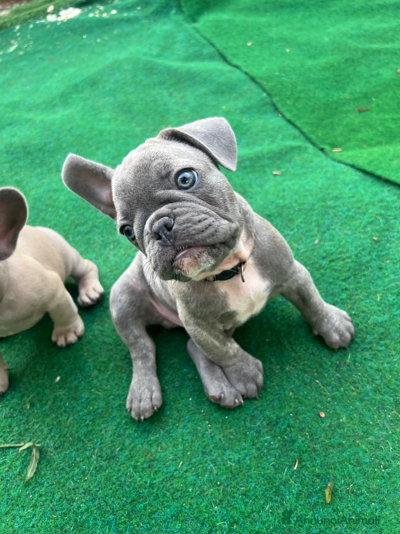 Bulldog Francese cani Cuccioli bulldog francese esotici  - Annuncio 1