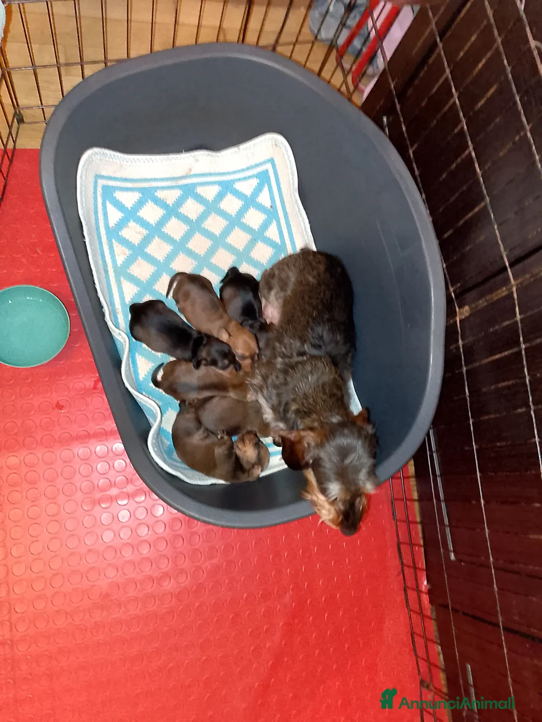 Bassotto cani in vendita: Bassotto pelo duro nano foglia secca - Annuncio 6