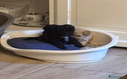 Barboncino Toy cani in vendita: Barboncini Toy - Annuncio 15