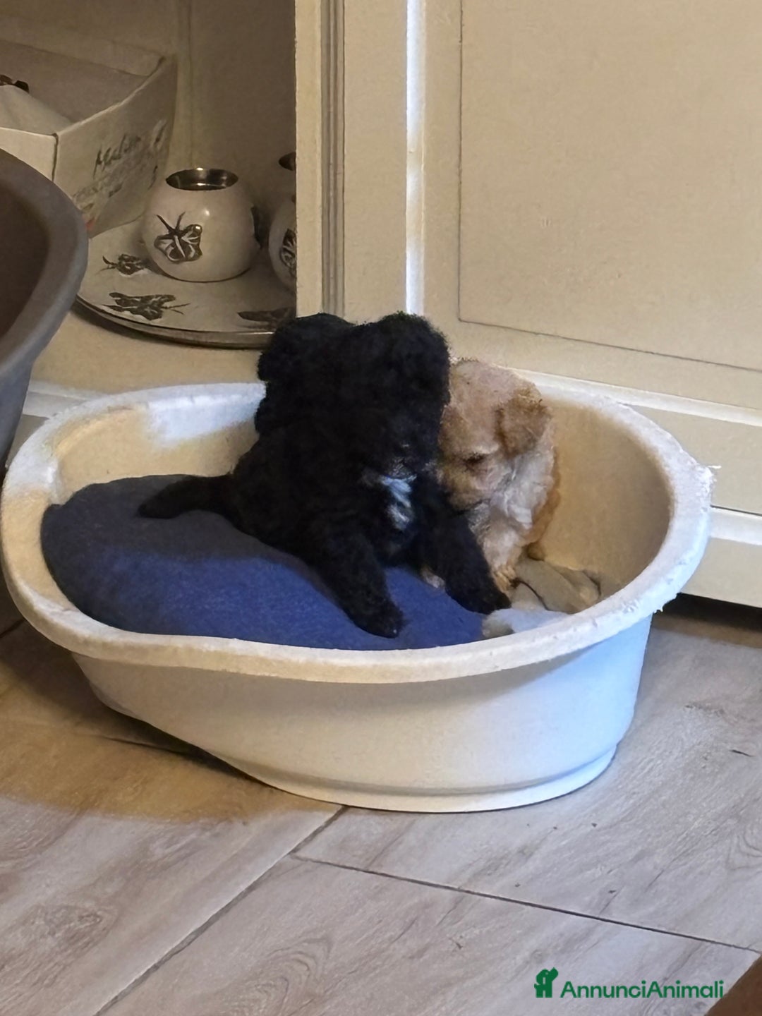 Barboncino Toy cani in vendita: Barboncini Toy - Annuncio 15