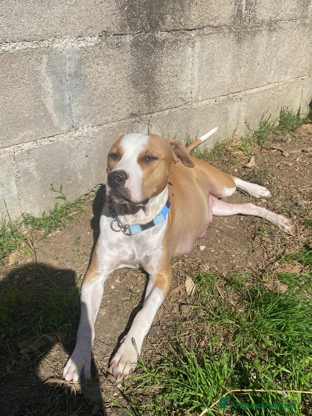 Pitbull cani in vendita: cuccioli in vendita - Annuncio 2