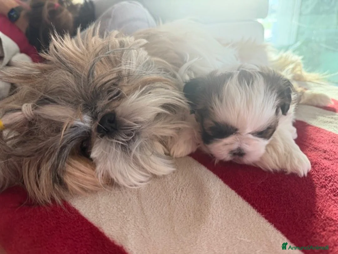 Shih Tzu cani in vendita: CUCCIOLA DI SHIH TZU CON PEDIGREE - Annuncio 4