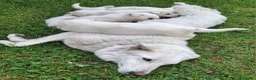 Pastore Svizzero cani in vendita: Cucciolo pastore svizzero a Provincia di Cuneo - Annuncio 5