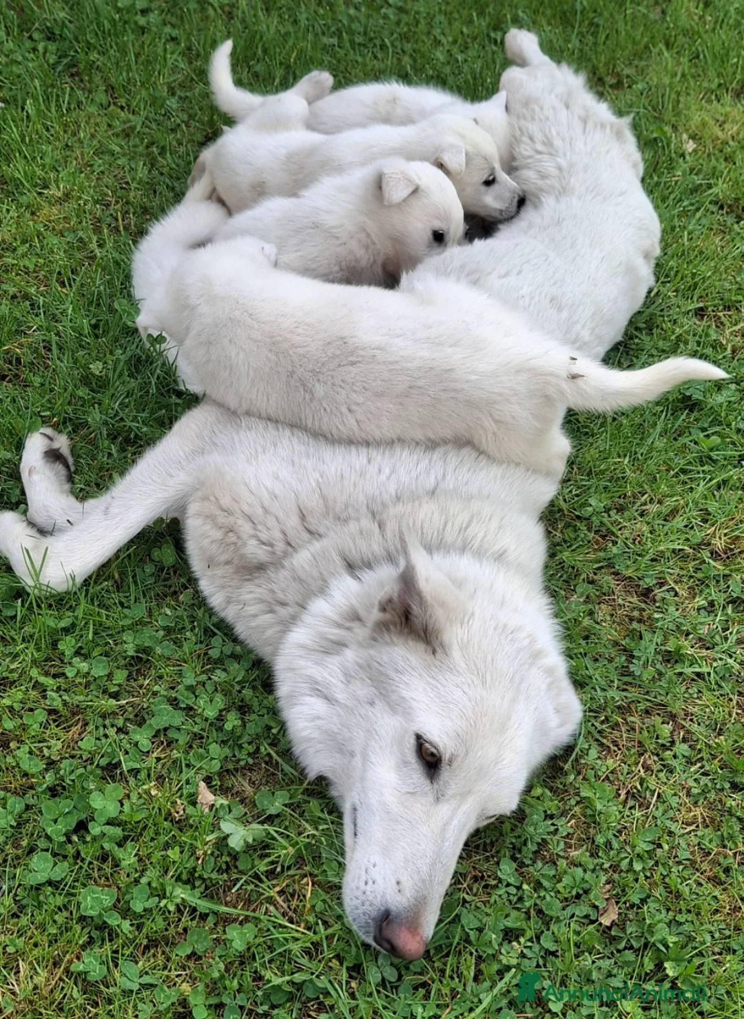 Pastore Svizzero cani in vendita: Cucciolo pastore svizzero a Provincia di Cuneo - Annuncio 5