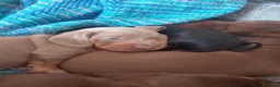 Bassotto cani in vendita: Cuccioli di bassotto tedesco  - Annuncio 2