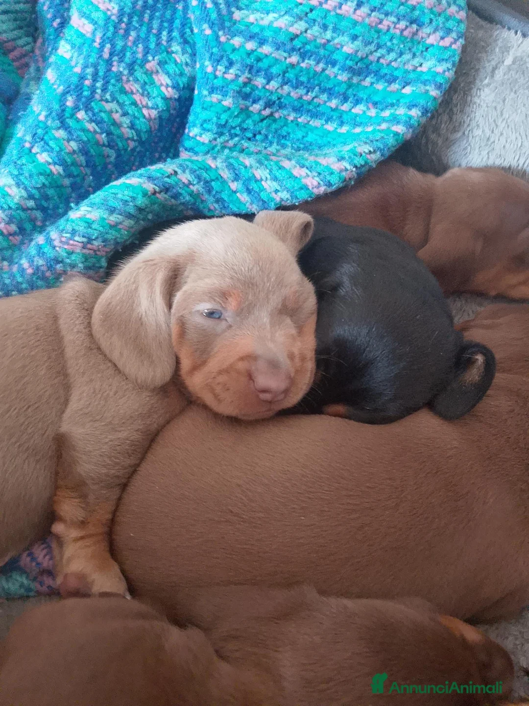 Bassotto cani in vendita: Cuccioli di bassotto tedesco  - Annuncio 2