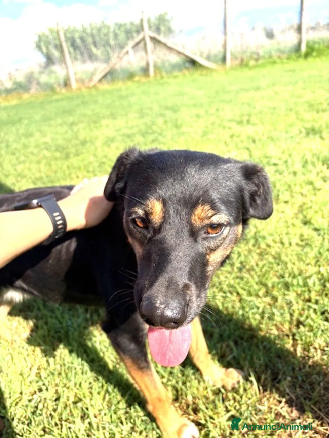 Meticcio cani in regalo: Tac, giovanissima, piccola e dolce ♥️ - Annuncio 4