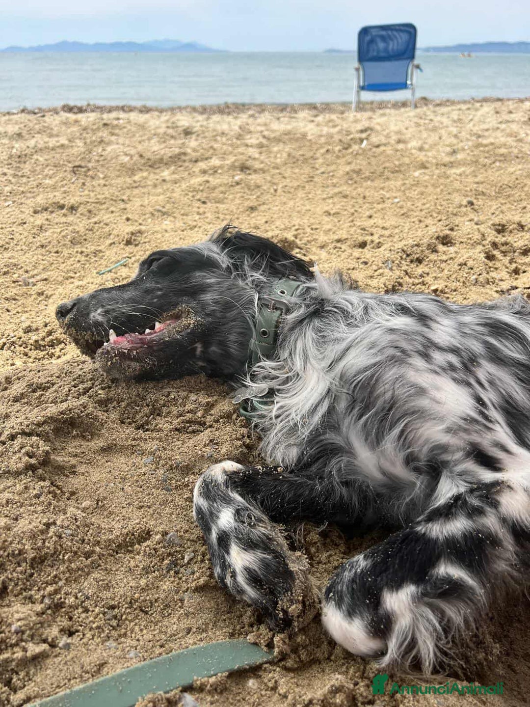 Setter Inglese cani in regalo: GINO, simpaticissimo SETTER INGLESE! - Annuncio 13