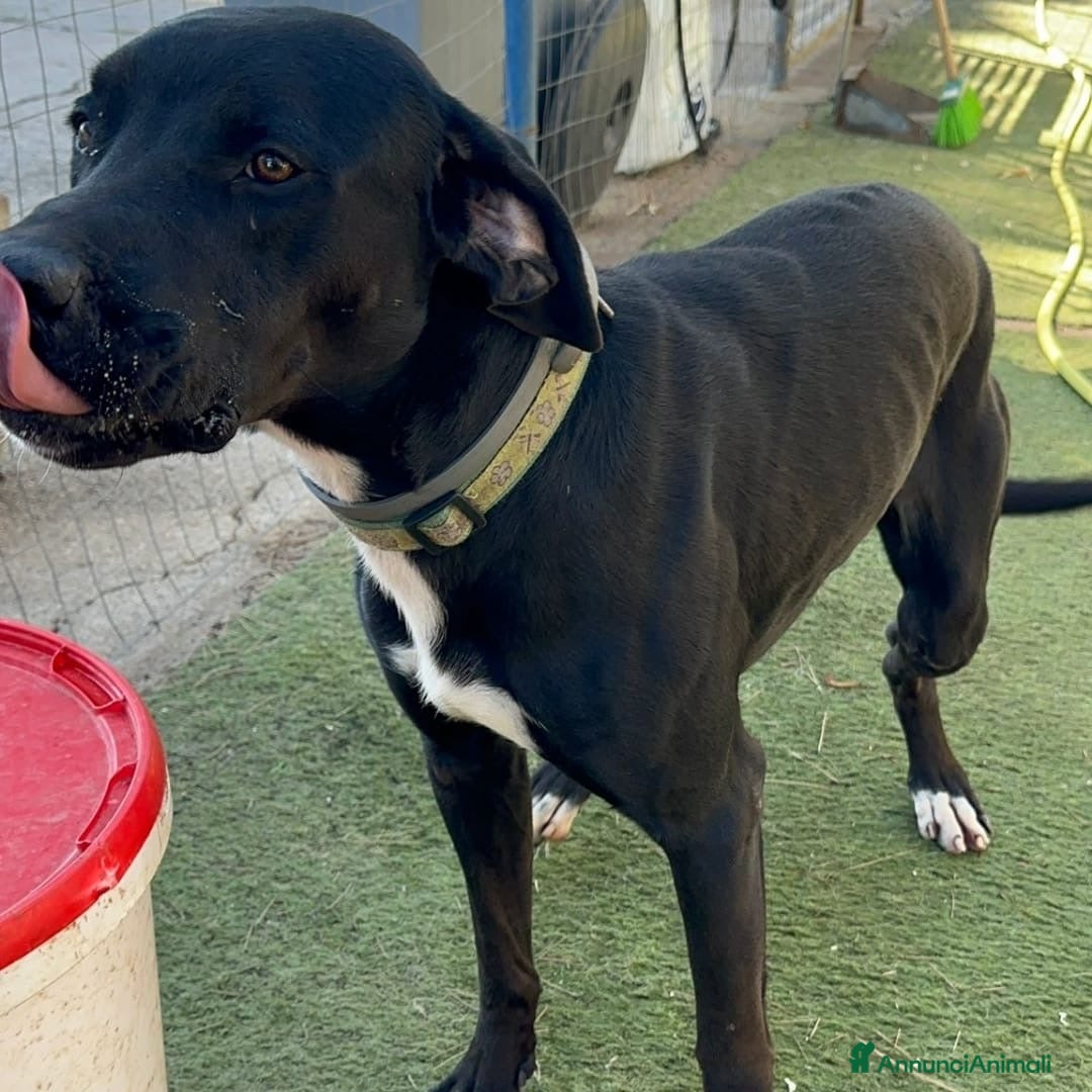 Meticcio cani in regalo: BENNY 💙 - ha bisogno di uscire da box 🙏🏻😞 - Annuncio 4