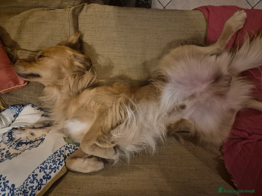 Golden Retriever cani per accoppiamento: Aron cerca fidanzatina - Annuncio 7