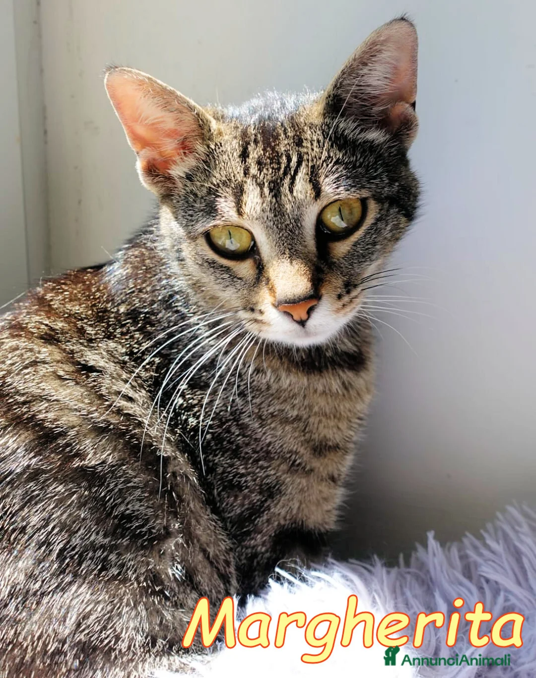 Europeo gatti in regalo:  MARGHERITA BELLISSIMA  GATTINA - Annuncio 2