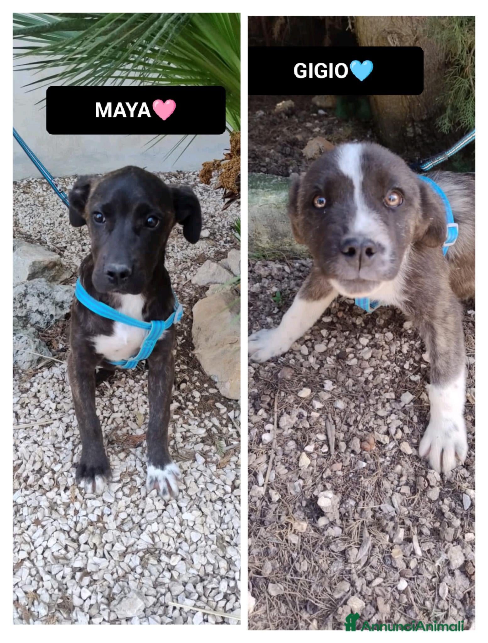 Meticcio cani gigio e maya - Annuncio 17