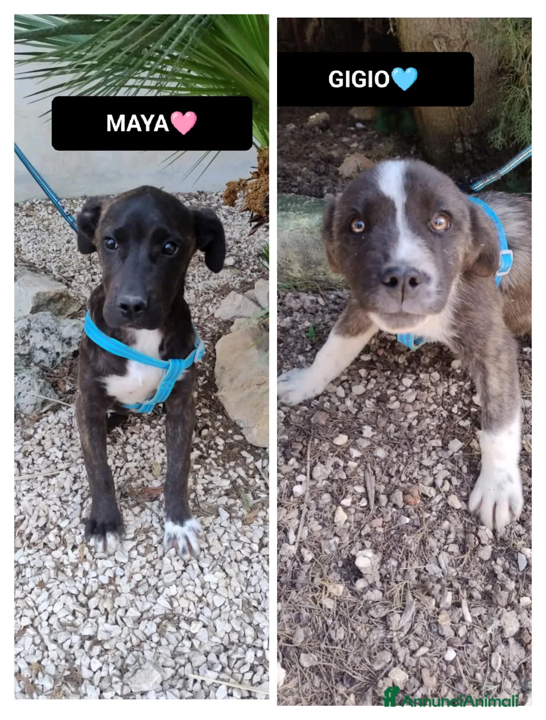 Meticcio cani in regalo: gigio e maya - Annuncio 1