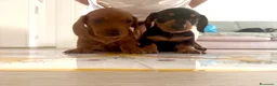 Bassotto cani in vendita: cuccioli bassotto nano e Kaninchen - Annuncio 8