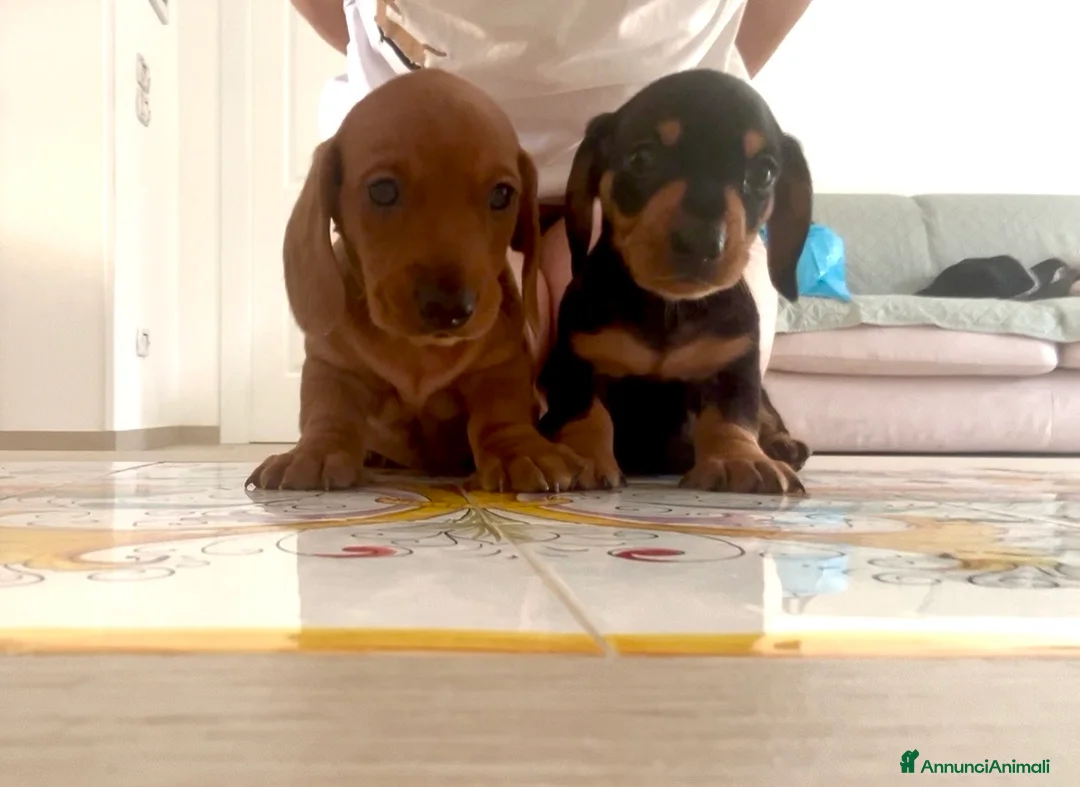 Bassotto cani in vendita: cuccioli bassotto nano e Kaninchen - Annuncio 8