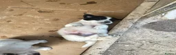 Meticcio cani in regalo: KINDER DUPLO MENTINA E NOCCIOLINA a Città metropolitana di Roma Capitale - Annuncio 2