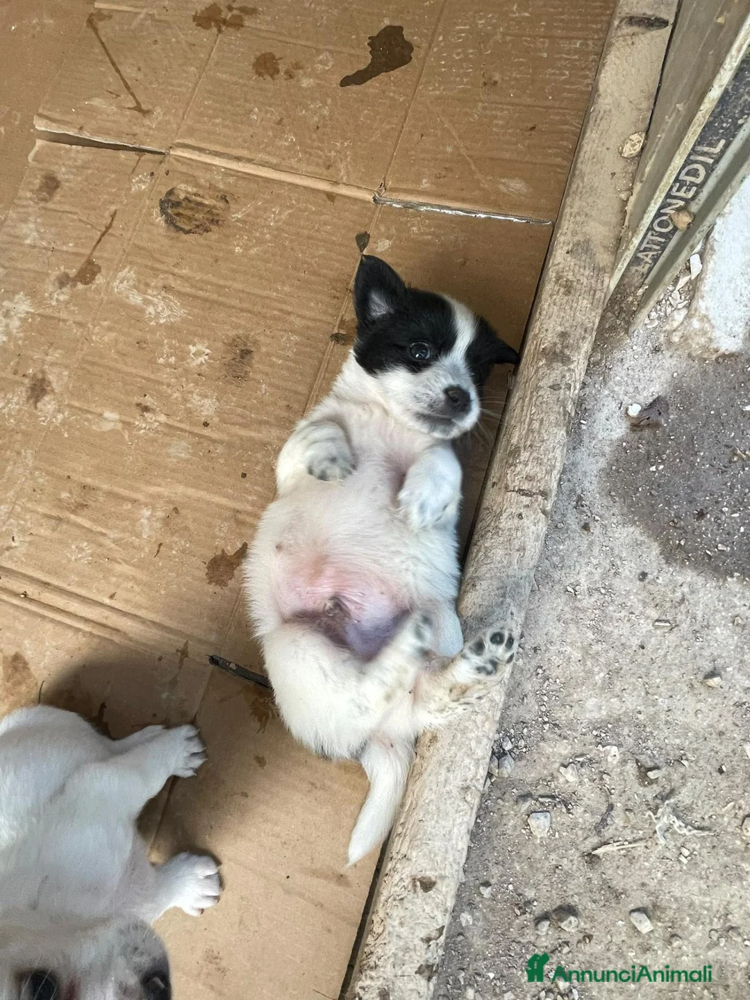 Meticcio cani in regalo: KINDER DUPLO MENTINA E NOCCIOLINA a Città metropolitana di Roma Capitale - Annuncio 2