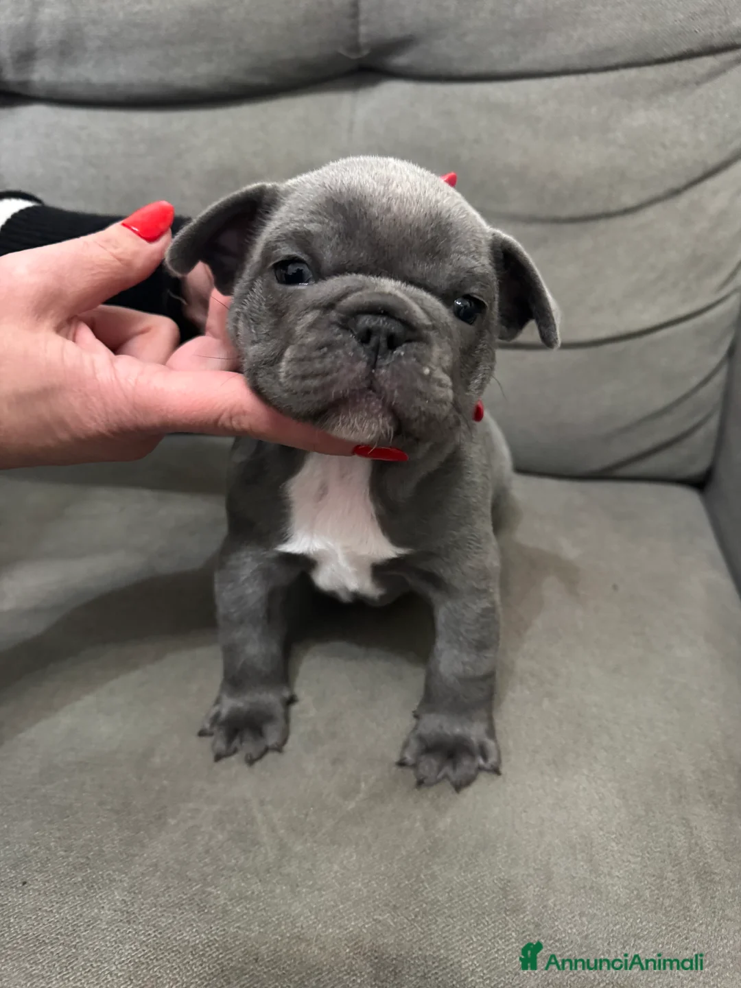 Bulldog Francese cani in vendita: Bulldog francese - Annuncio 6