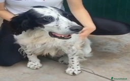 Setter Inglese cani in regalo: Setter 9anni ipovedente in rifugio da mesi.BRESCIA a Città metropolitana di Milano - Immagine 4