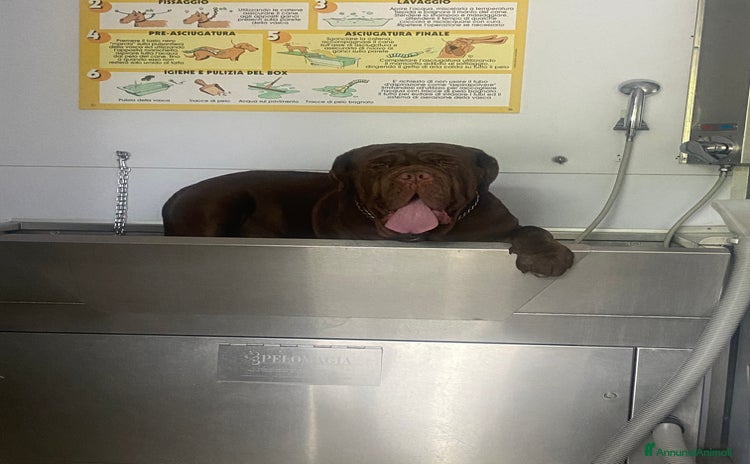 Mastino Napoletano cani a Provincia di Reggio Emilia - Annuncio 6