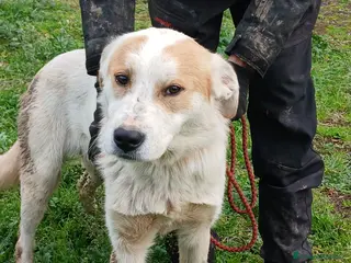 Meticcio cani ATHOS STA CERCANDO LA SUA MAMMA E IL SUO PAPA' - Annuncio 9
