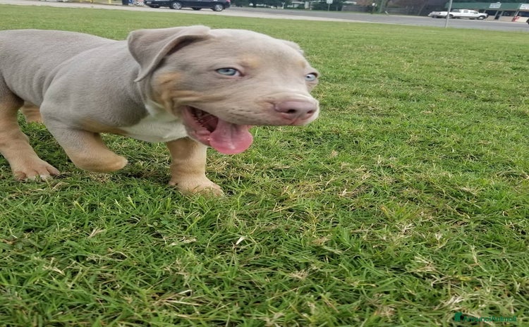 Pitbull cani a Provincia di Macerata - Annuncio 3