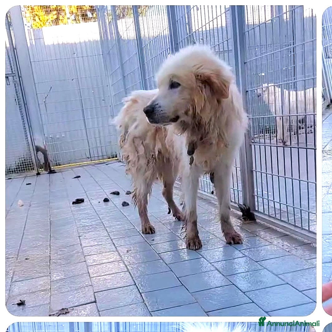 Meticcio cani in regalo: ADOZ.DEL SUPERCUORE: per pietà, urgentiss.stallo - Annuncio 4